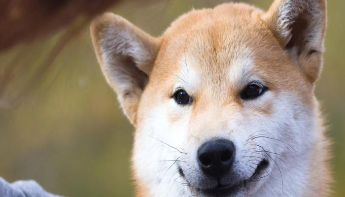 Shiba Inu Mucidi Muştuyu Verdi: “Bu Seviyeler Görülebilir”