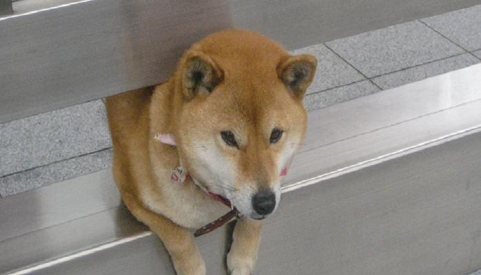 Shiba Inu Sert Düştü: Sıradaki Düzey Bu Olabilir!