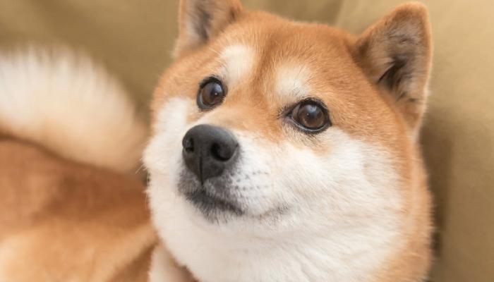 Shiba Inu Takımı BONE Teklif Sonuçlarını Açıkladı
