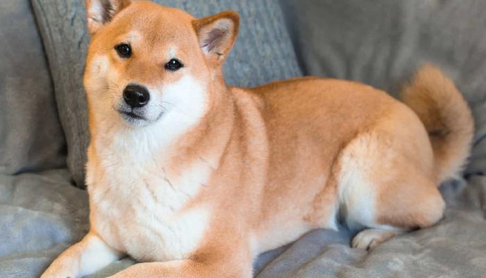 Shiba Inu Topluluğu Yeni Bir Dönüm Noktasına Ulaştı