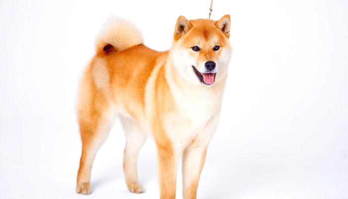 Shiba Inu Yeni İştirakin Muştusunu Verdi: Gelecek Hafta…