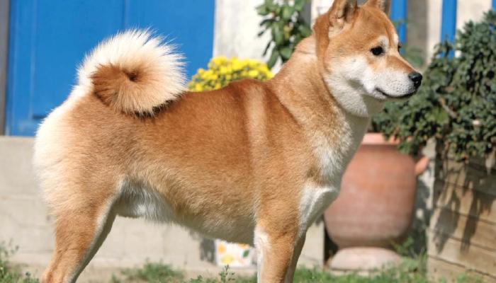 Shiba Inu’nun NFT Projesinin Ayrıntıları Twitch’de Açıklanacak