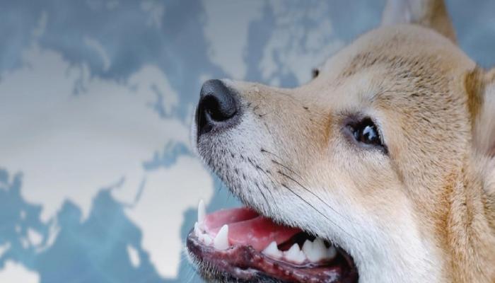 Alman Merkezli Şirketten, Shiba Inu (SHIB) Müjdesi!