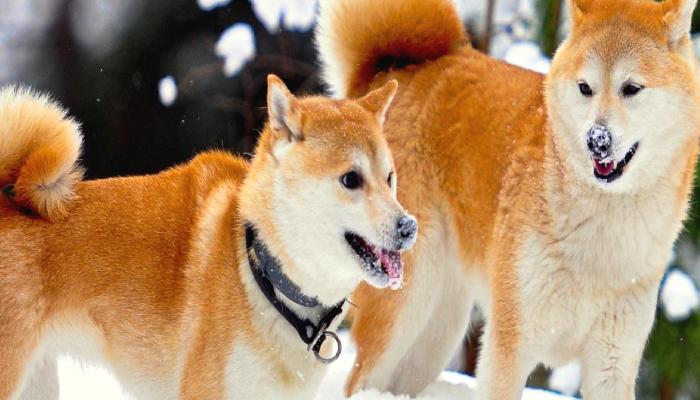 Analist: Shiba Inu ve DOGE Bu Düzeylere Oynuyor!