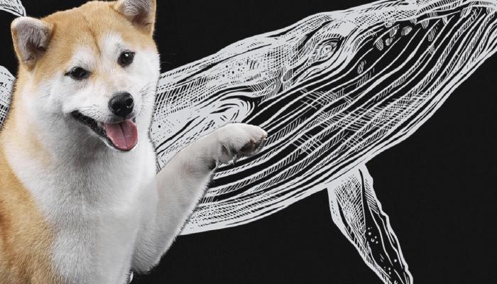 Binance Balinaları SHIB Değil: Bu Meme Coin’lere Hayran!