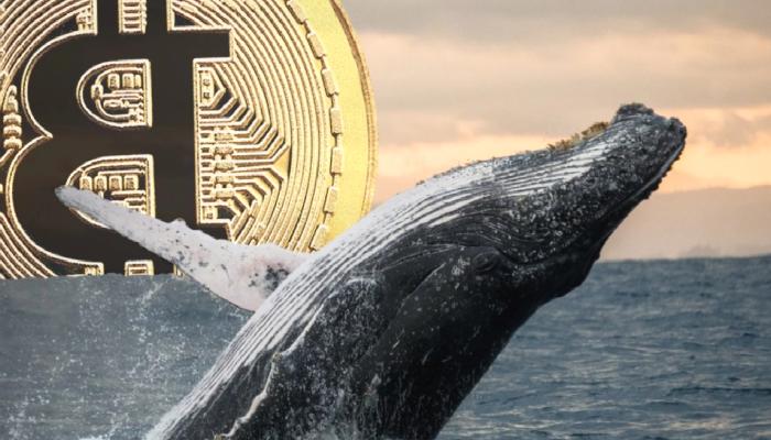 Bitcoin İçin Dikkat: Bu Düzeylerde Balina Durumu Var!