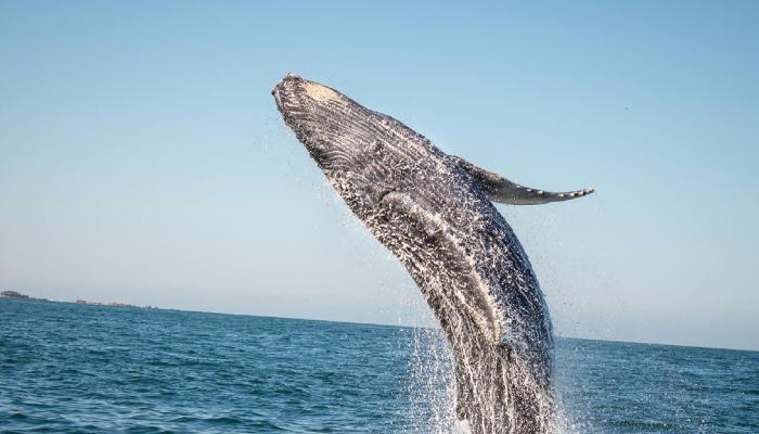 Ethereum Yükselirken, Balina Sayısında da Artış Yaşanıyor