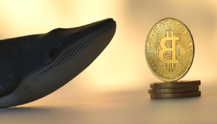 Gözler Dev Bitcoin Balinasında: BTC Stratejisini Değiştirebilir!
