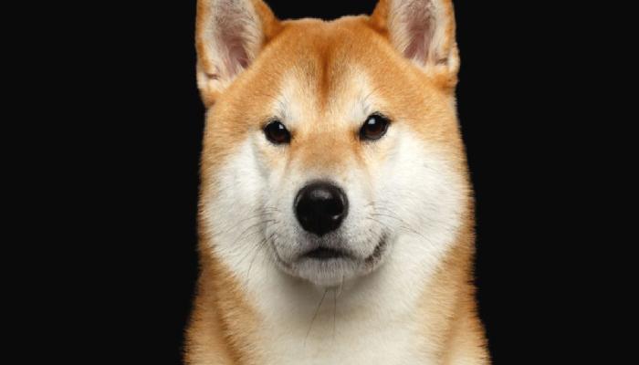 İşte Shiba Inu Hakkında Bilmeniz Gereken Çarpıcı Gerçekler! 
