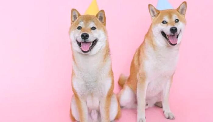 İşte Shiba Inu’nun Yeni Coinleri Hakkında Bilmeniz Gerekenler!