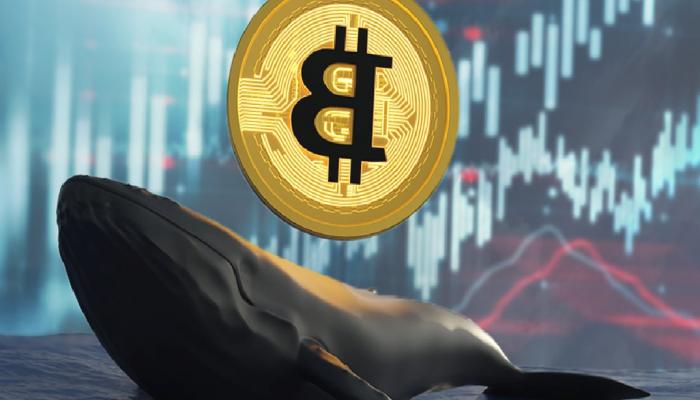 Küçük ve Büyük Bitcoin Balinaları Bakın Artık Ne Yapıyor!