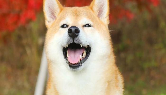 SHIB ve Bu Altcoin Dev Duyurular Aldı: Fiyat Sıçradı!