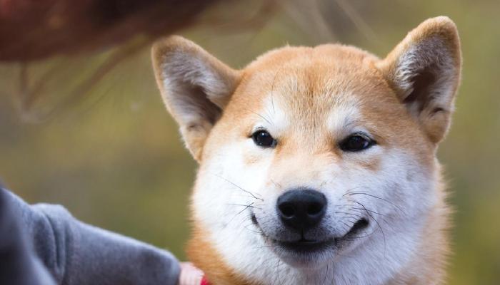 Shiba Inu Duyurdu: SHIB Takımına Büyük Transfer!