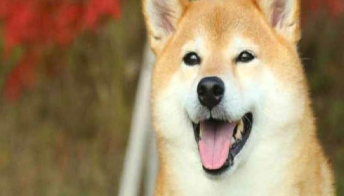 Shiba Inu Mucidi Şaşırttı: Bu Altcoin ile Dalga Geçti!