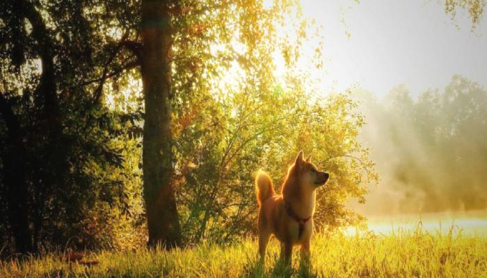 Shiba Inu Tarihi Olayı Duyurdu: ABD’li Siyasetçi Övdü!