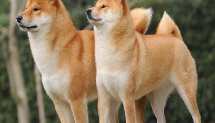 Shiba Inu Yakım Oranı Yüzde 137 Arttı