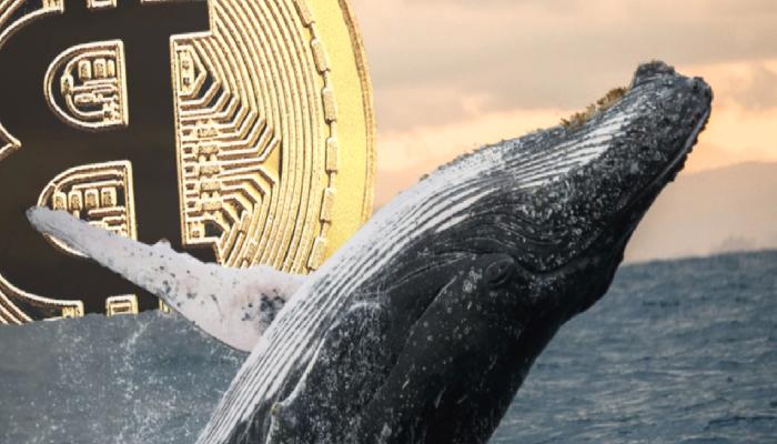 Ünlü Balina: Bitcoin Sıradaki Seanslarda Bu Seviyelerde!