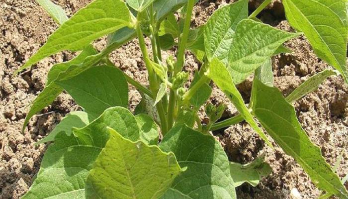 Beanstalk Yine Filizleniyor