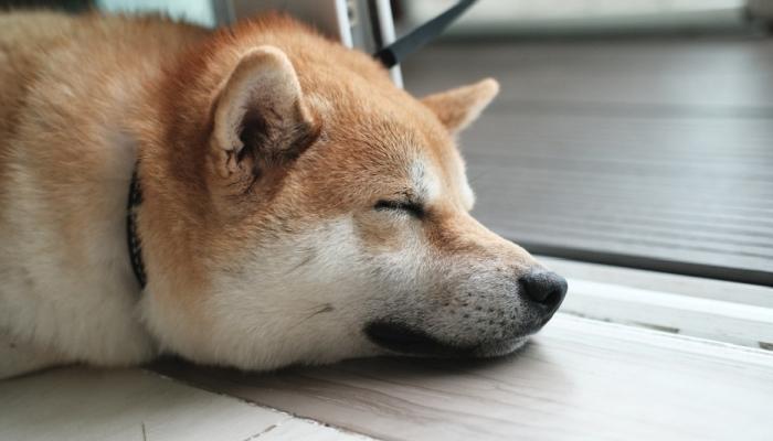 Bu Teze Dikkat: SHIB Mucidi, Yeni Altcoin Çıkardı!