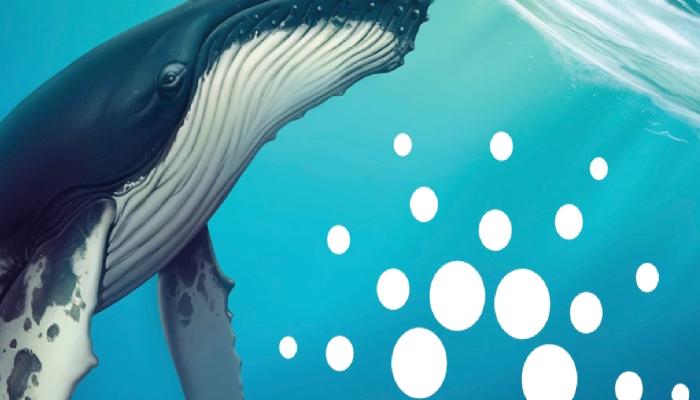 Cardano Balinası Konuştu: ADA’ya Yapılan Bahis…
