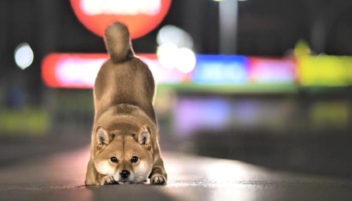Dogecoin ve SHIB İçin İhtar: Bu Tabanlar Yaklaşıyor!