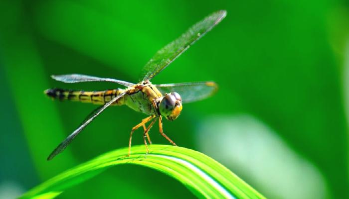 Dragonfly, MetaStable Capital’i Satın Aldı