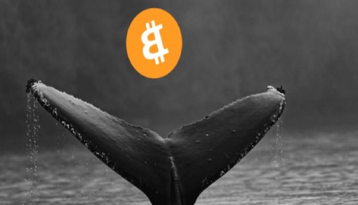 Kripto Balinası, 107 Milyon Dolarlık Bitcoin Transferi Gerçekleştirdi
