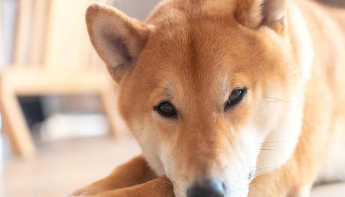 SHIB ve DOGE Balinaları Satış Yapıyor! “Bu Rakamlar Görülebilir”