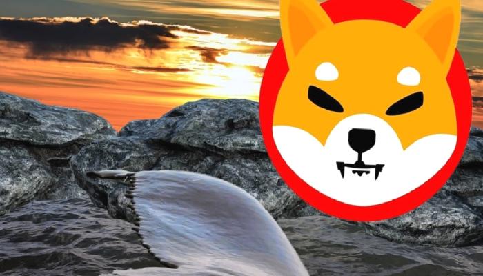 3 Gizemli Balina Yüzmilyarlarca SHIB Taşıdı! ‘Biri Binance de Sattı’