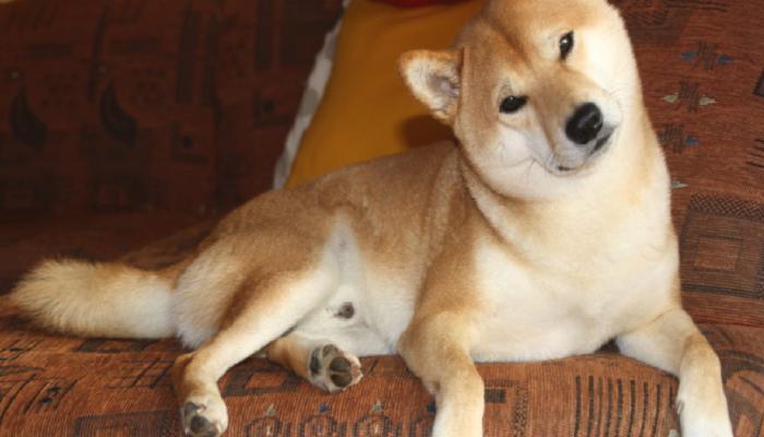 Analist, Shiba Inu İçin Çoklu Senaryolar Paylaştı: İşte Seviyeler!