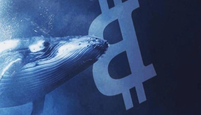 Bitcoin Balinaları Bu Düzeylerde Bekliyor: İşte Sıradaki!