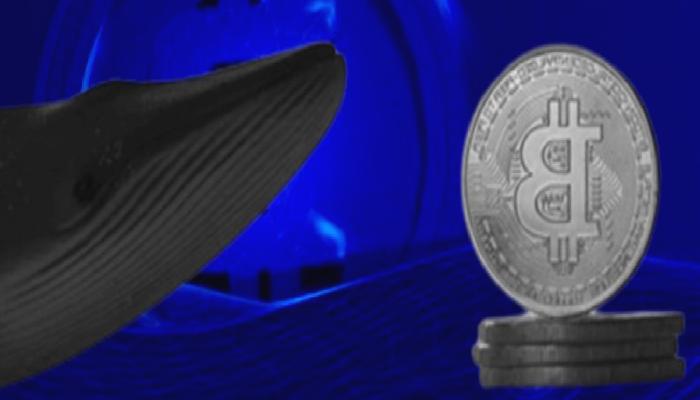 Bitcoin Varsayımı: Balinalar Harekete Geçti! Sırada Ne Var?