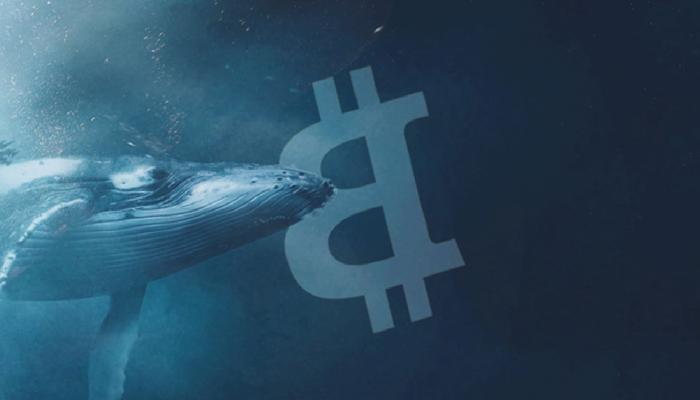 Büyük Bitcoin Balinası Konuştu: BTC İçin Sırada Ne Var?