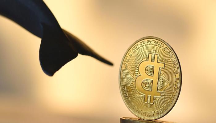 Gizemli Balinanın Aldığı Kripto Para Yüzde 2.800 Yaptı!