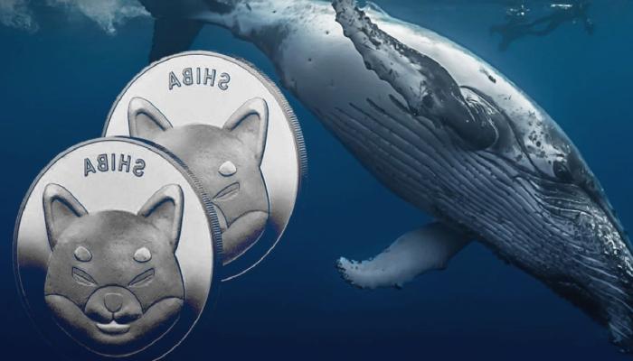 SHIB Balinaları Yüzmilyarlarca Coin Aldı! İşte Ardındaki Sır