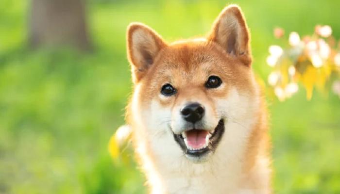 SHIB Mucidi Beklenen Açıklamayı Yaptı: Son Olabilir!