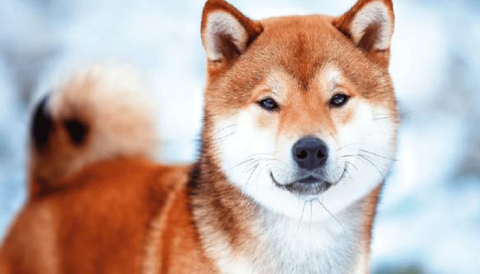 SHIB Mucidi, Shiba Inu İçin Kritik Planı Paylaştı!