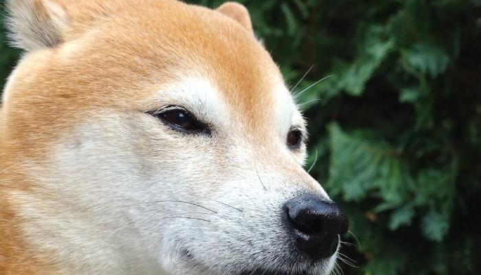SHIB Mucidi Shiba Inu İle İlgili Kıymetli Bilgiler Paylaştı!