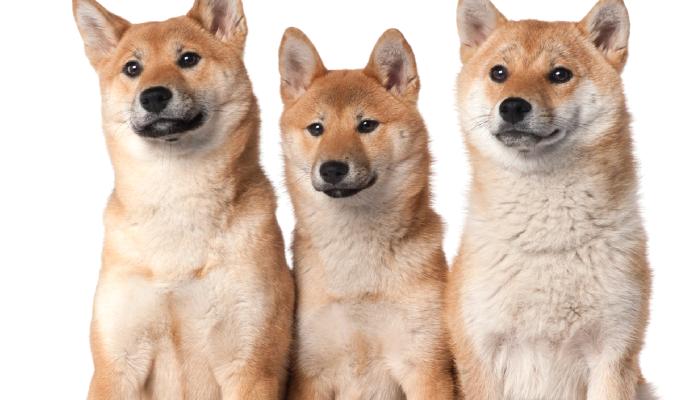 Shiba Inu İçin 3 Sıcak Gelişme: Binance de Duyurdu!  