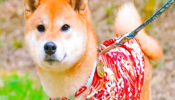 Shiba Inu, Milano Moda Haftası’nda Sahne Alacak