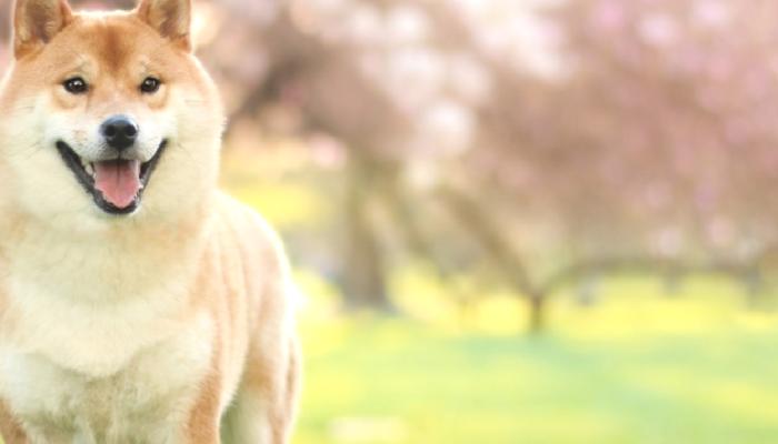 Yatırımcılar SHIB’e Bahis Yapıyor: 3 Ayda 35.000 Aşıldı!