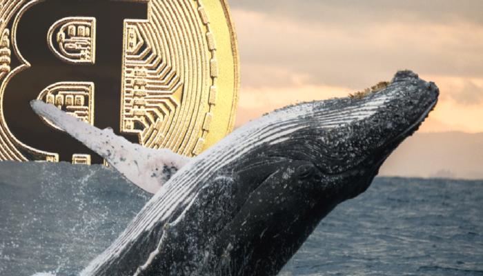 Bitcoin Balinaları ABD Bilgilerinden Sonra İştahlandı