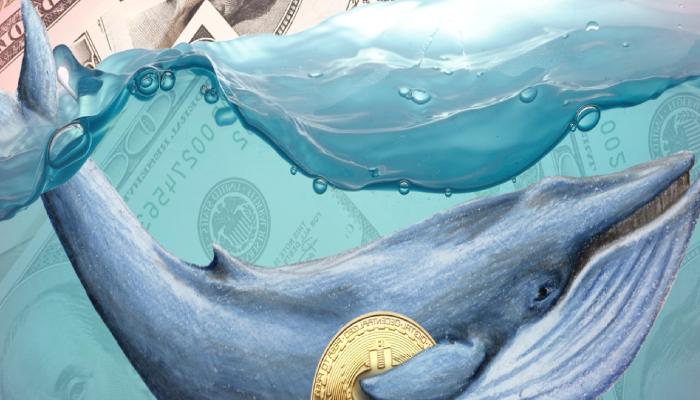 Bu Altcoin’e Kurumsal Para Yağacak: Balinalar Hamle Etti!