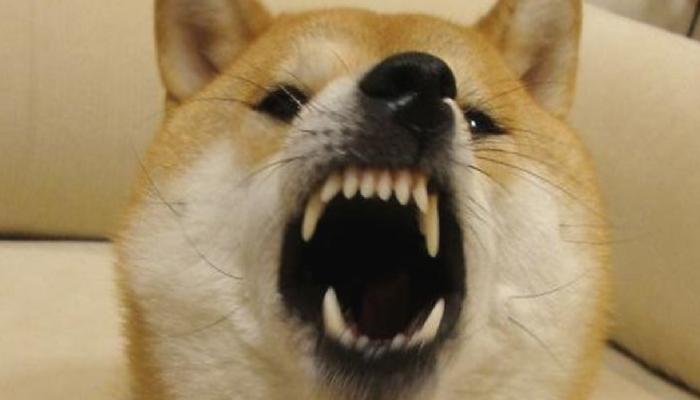Dogecoin Mucidi, Bu Altcoin Kurucusuna Ateş Püskürdü!