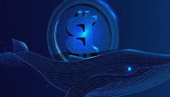Kapitülasyon mu, Kâr Satışı mı? Bitcoin Balinaları Uyanıyor!