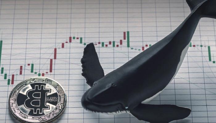 Şaşırtan Bilgiler: Bitcoin Balinaları Bu Düzeylerde Pusuda Bekliyor!