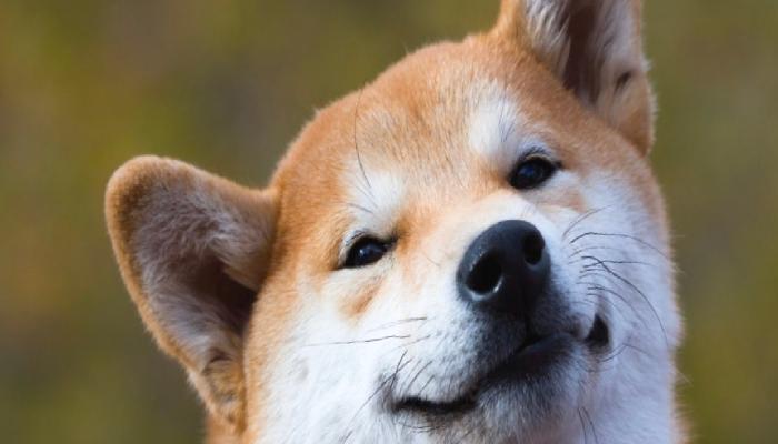 Shiba Eternity Oyunu, 100 Binden Fazla Şahsa Ulaştı
