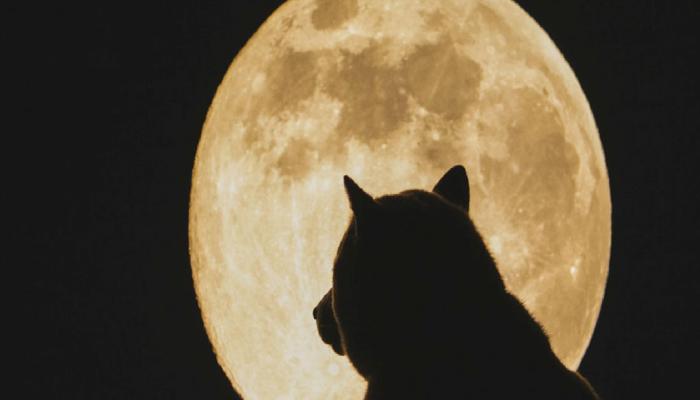 Shiba Inu Ekibi Gizemli Paylaşım Yaptı! Neler Olacak?