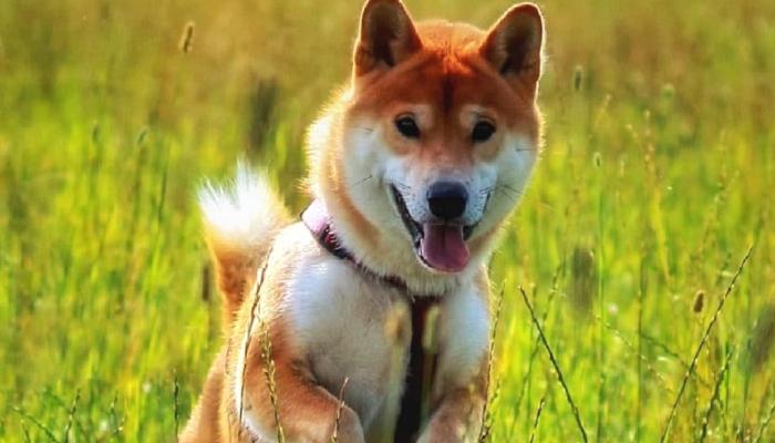 Shiba Inu Mucidi Büyük Haberi Duyurdu: Çok Yakında…