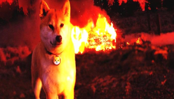 Shibburn, Shiba Inu Yakımı İçin Üç Formül Kullanıyor